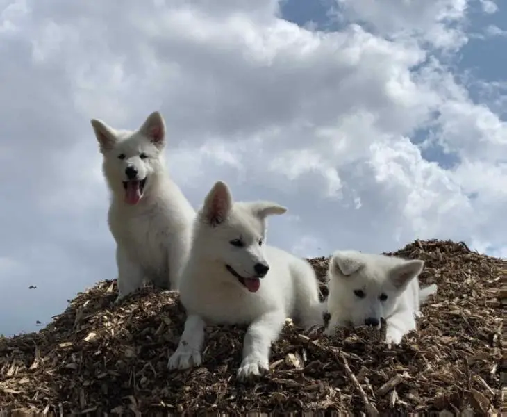 Saphira of Linde's White Wolves