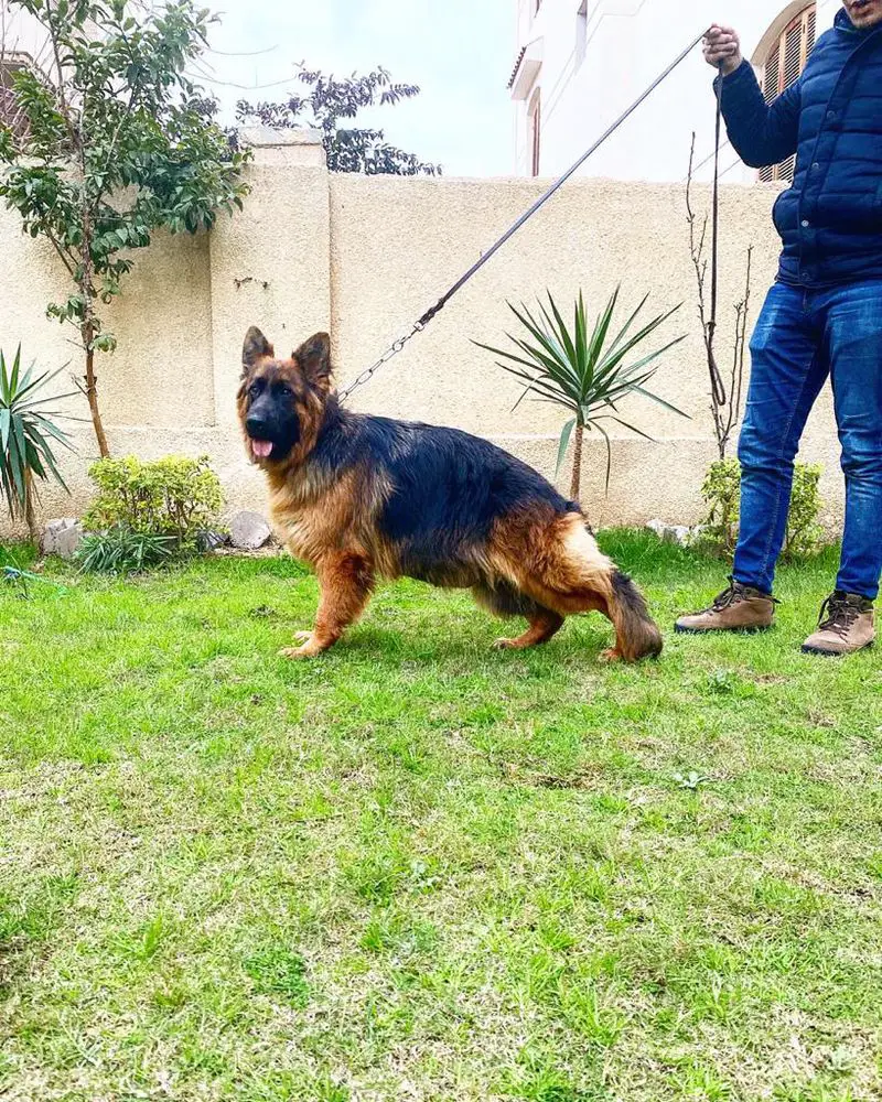 VV2 CATILANA BOOM DOGS