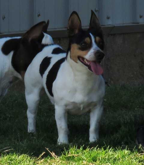 UKC GRCH Aspen's Rainy Day Dreamer