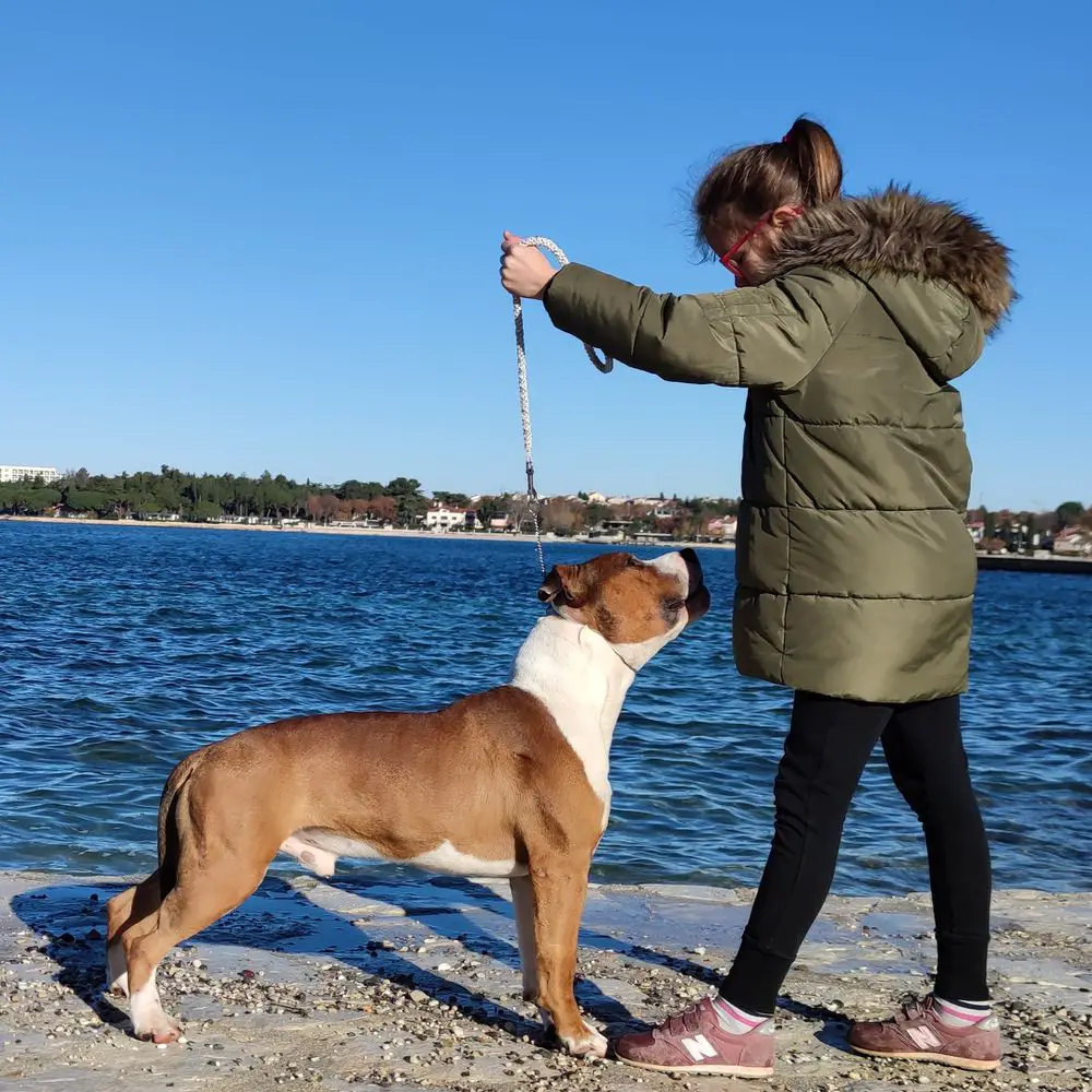 CH BiH, CH FBIH, Puppy BIS Playmaker's HR Legend of the Dragon