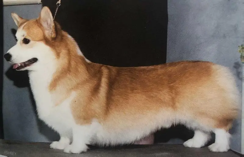 CH Pageantry Feature Presentation