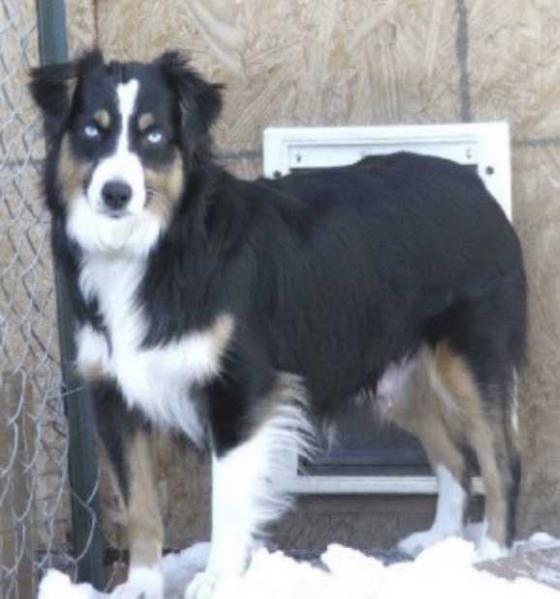 Green's Indian Princess Misty Blue