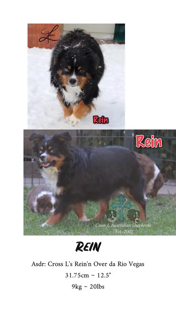 Cross L's Rein N' Over da Rio Vegas