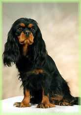 NATINKA VON DER ZIGEUNERKIEFER