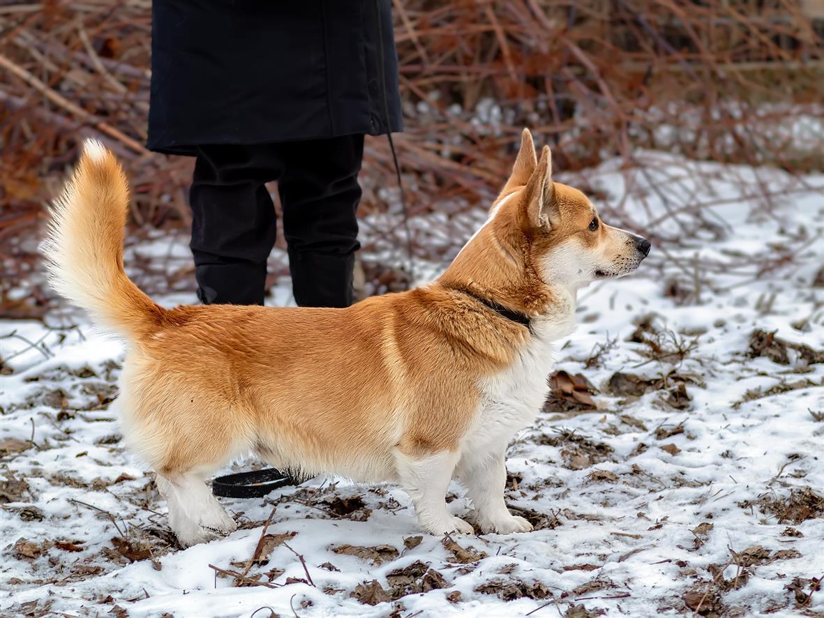 Nacho iz Doma Na Holme