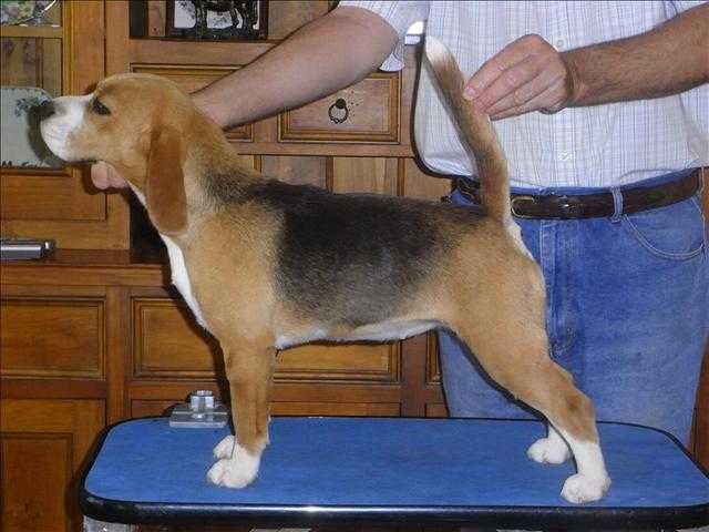 Aus CH Brialey Come Dance with Me