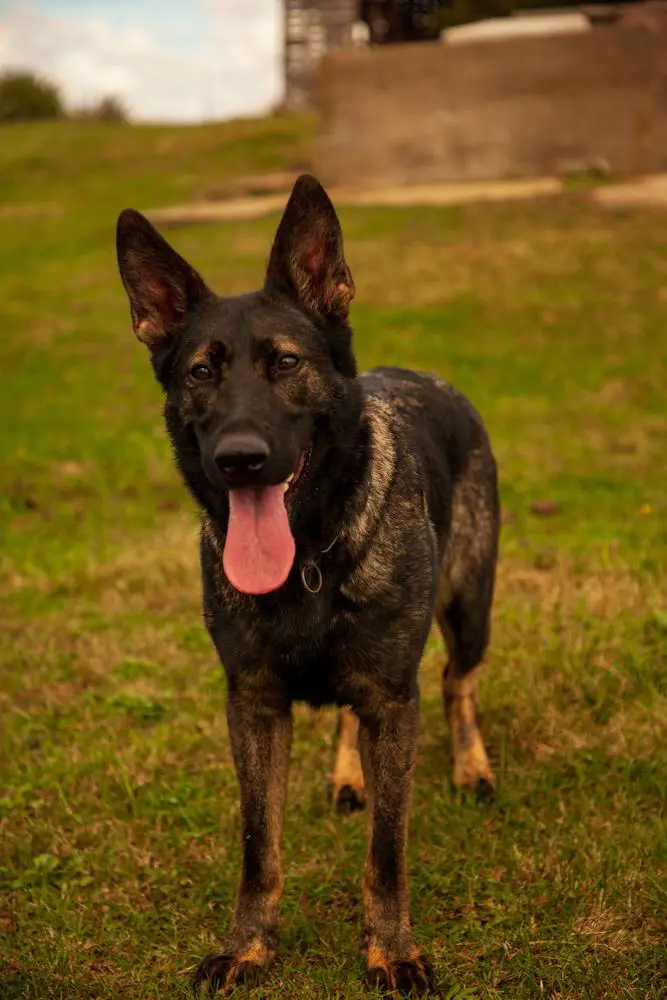 Faith Von Sonnenhugel