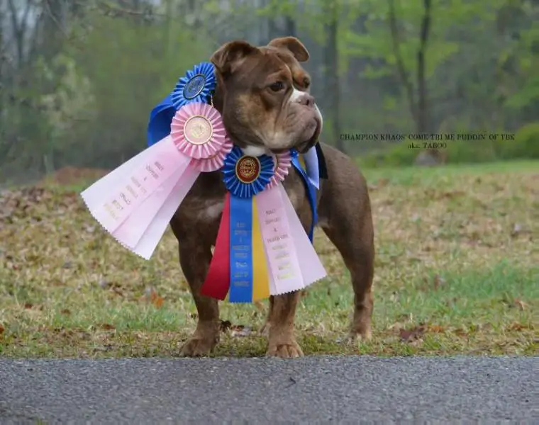 Champion Khaos' Come tri me puddin of TBK