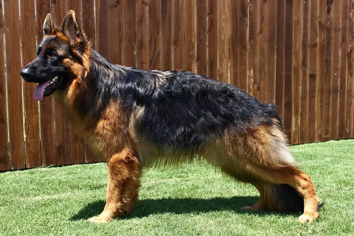 V ZEAL BEST OF THE GODS