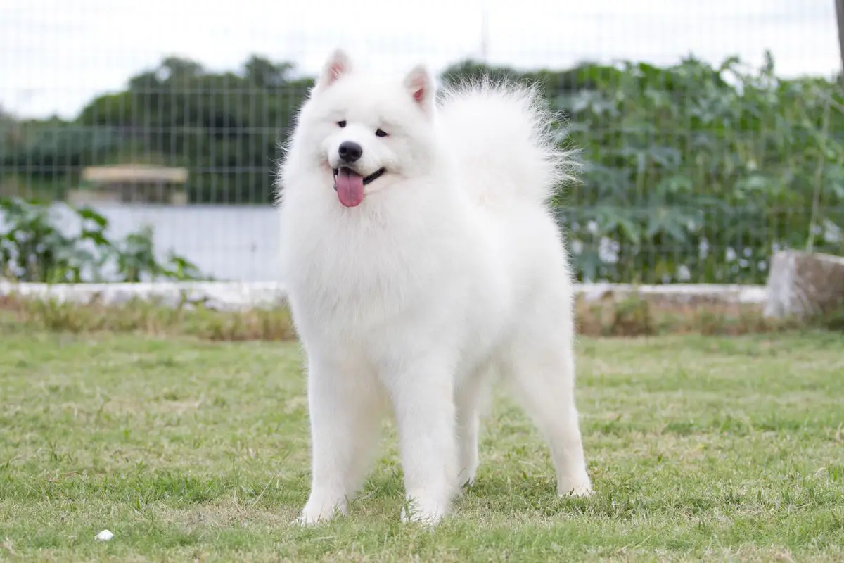 BRCh Puppy, BrCh, PanAmeCh De Villaodon Clear Bear