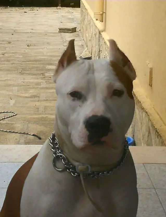 Diamond tip's ambra