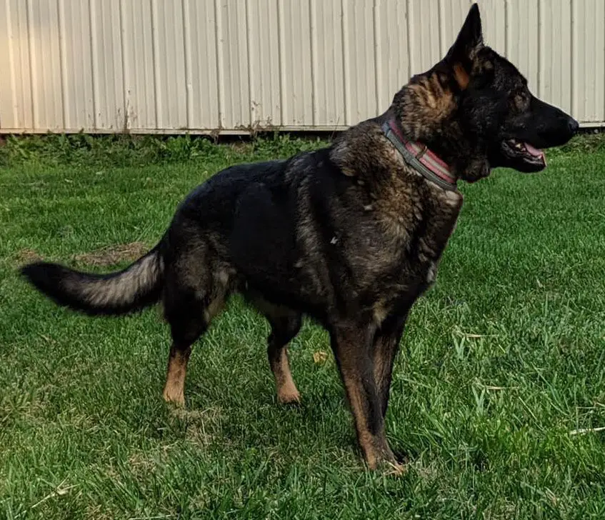 Sitka Vom Schwarzenfalken