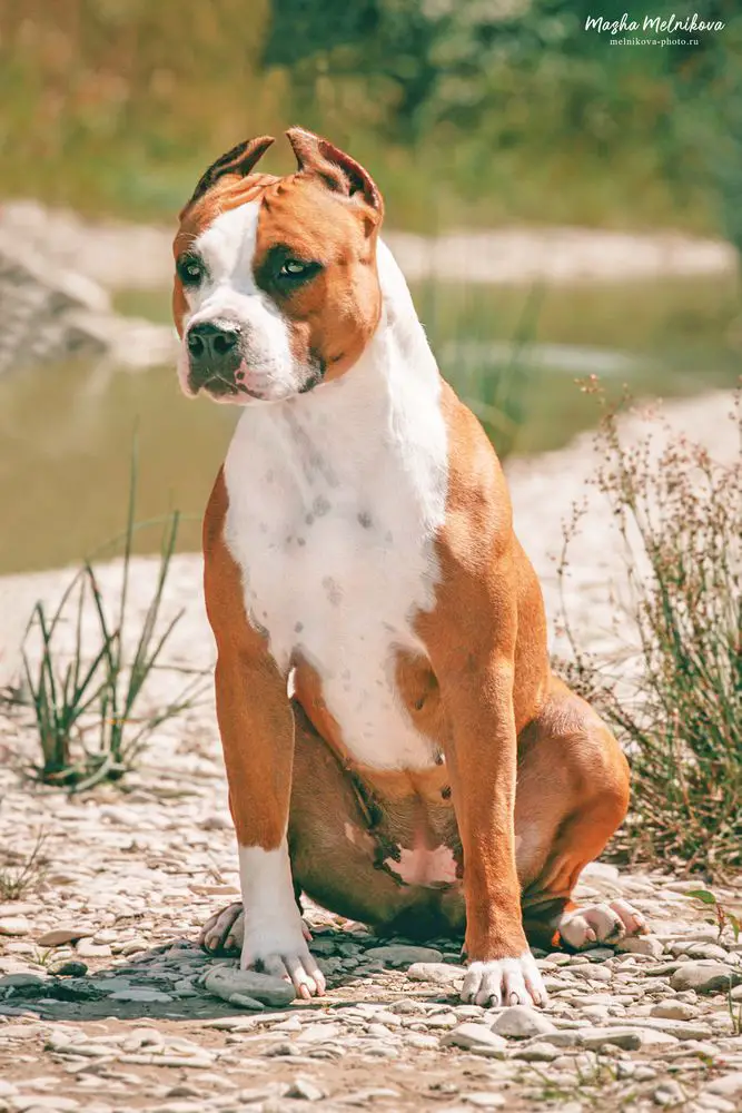SANNIT DEMIRA DYNASTY OF CHAMPIONS
