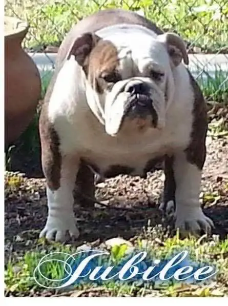 Dynasty Bulldogs Jubilee