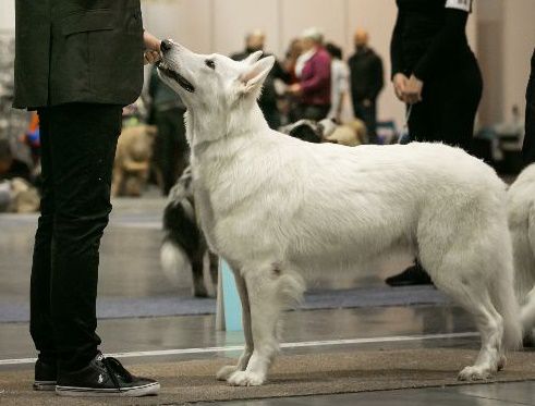 My Daenerys z Chaty Leona