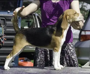 CH Lanbur Designated Driver at Top Shelf
