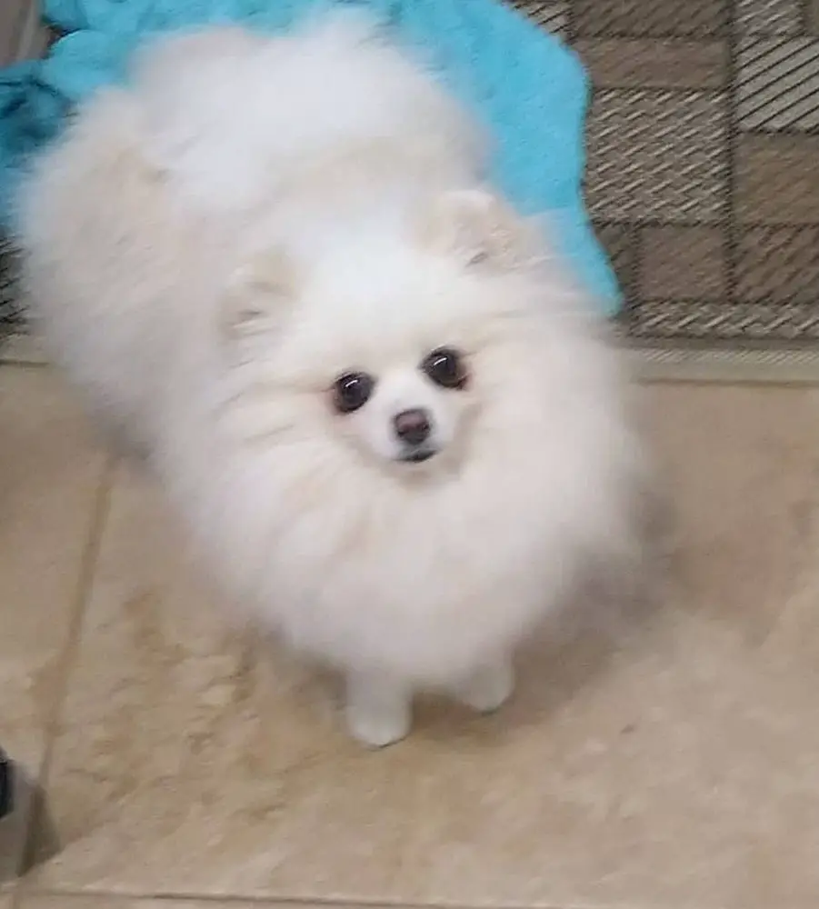Only my pom teymi amore
