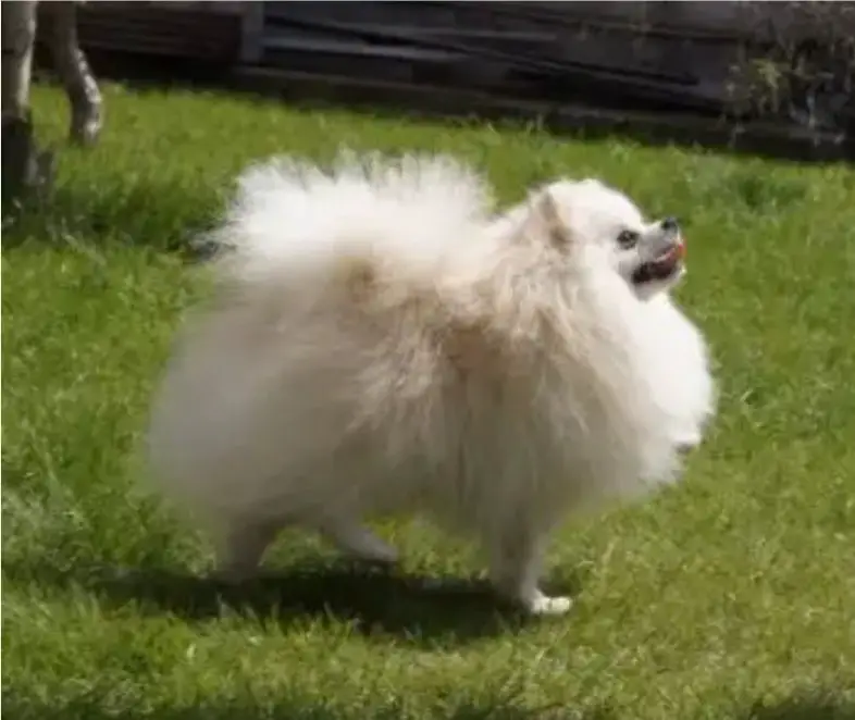 Show dinasty white lion of Athens kennel