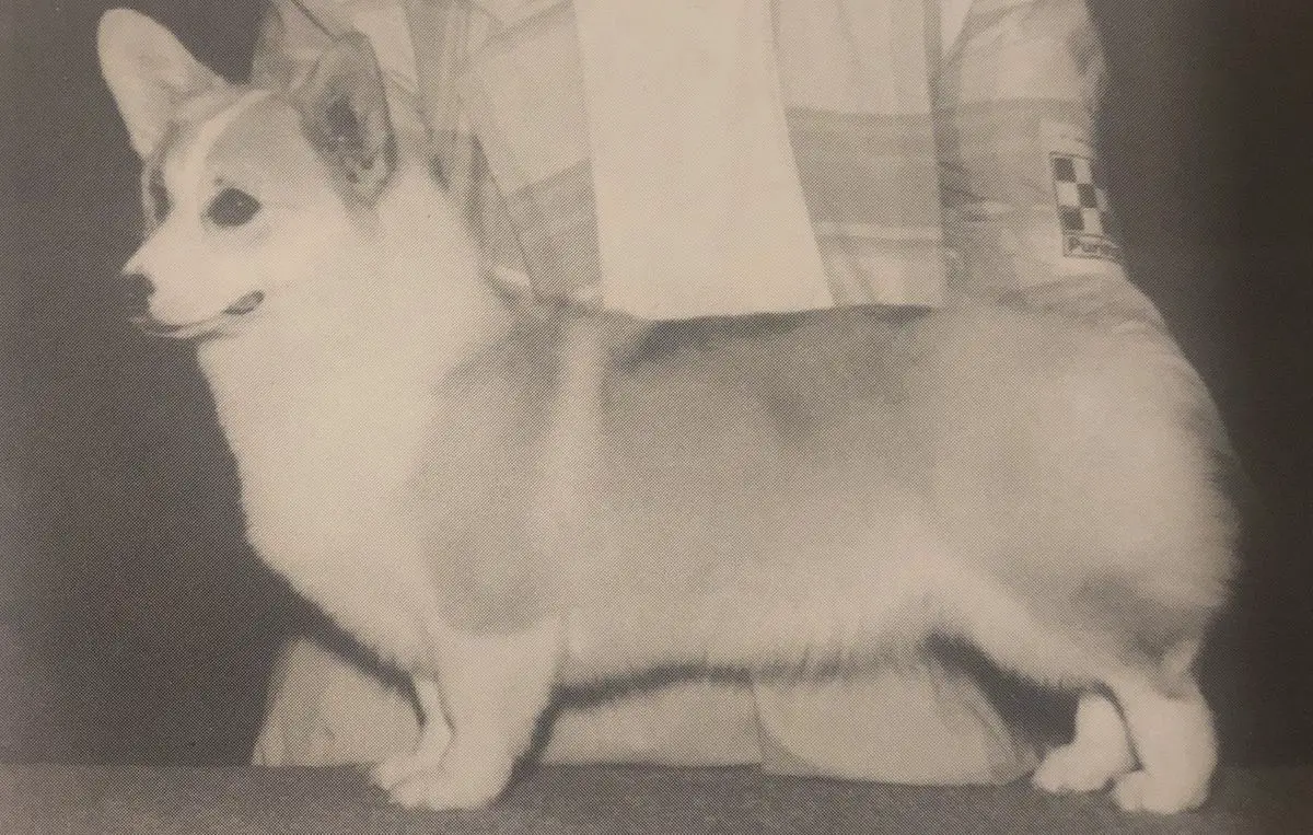 CH Arborglenn Sweet Victory of Notrek