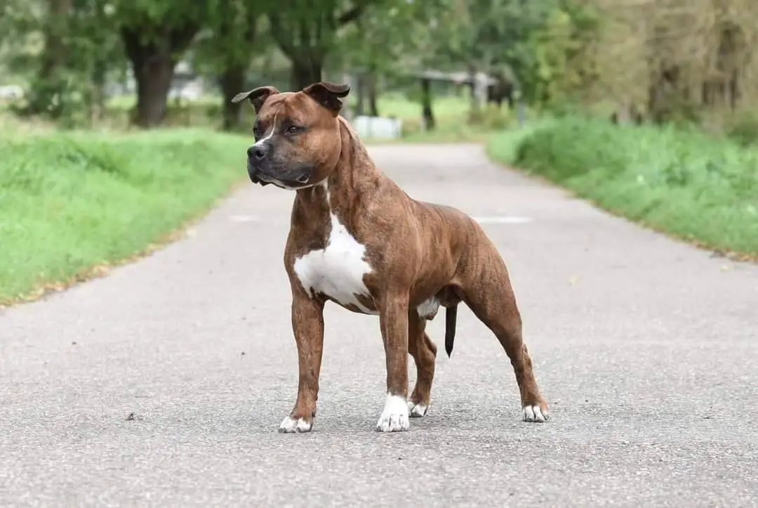 GER CH Gentle Power Seek And Destroy