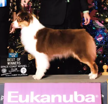 AKC CH Limelite Harmony Hill Cheek To Cheek