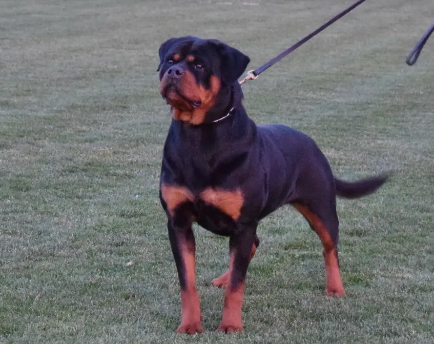 Lacey vom Kümmelsee