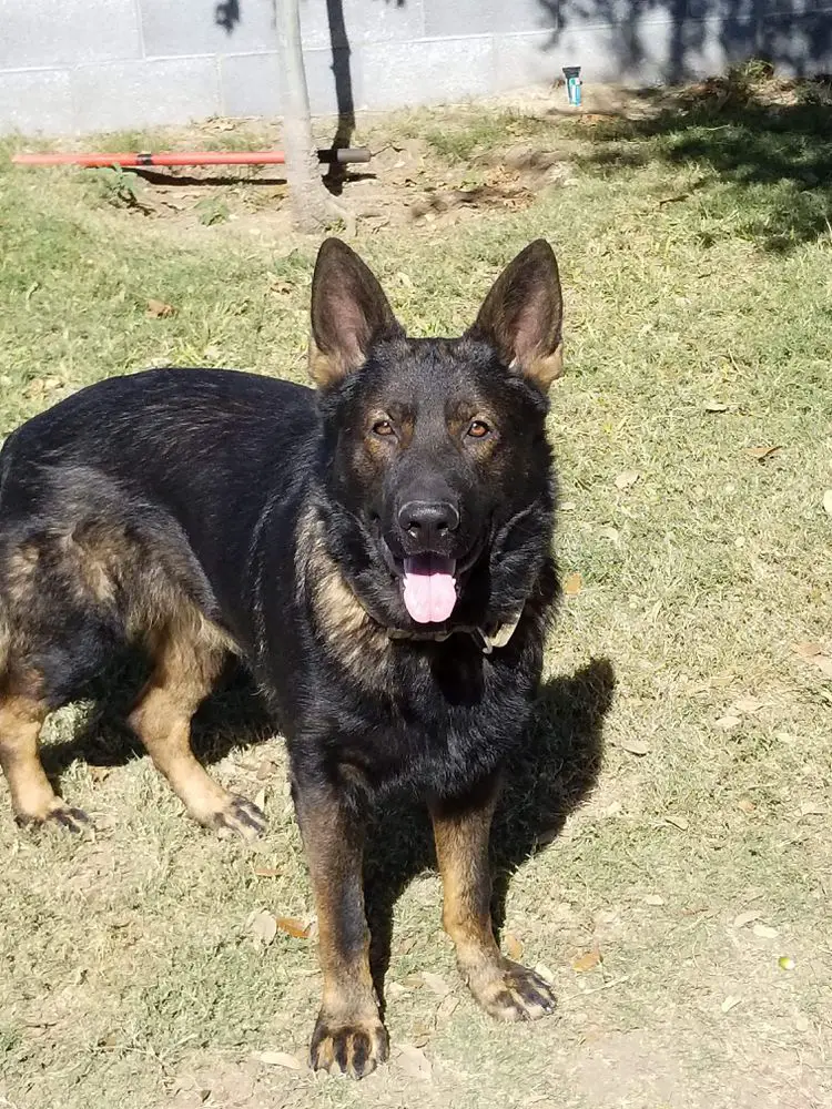 Hondo Nikan