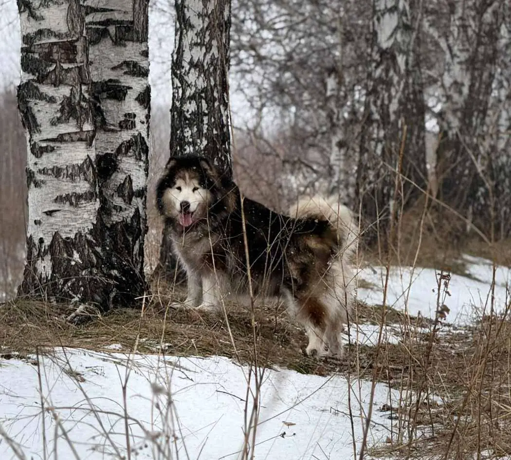 CHJ RUS, JGRAD, JCW, CH RUS, RKF Amelhuk Banana Republik