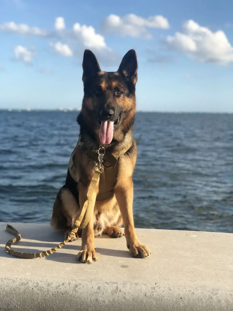 Ghost Von Der Medina