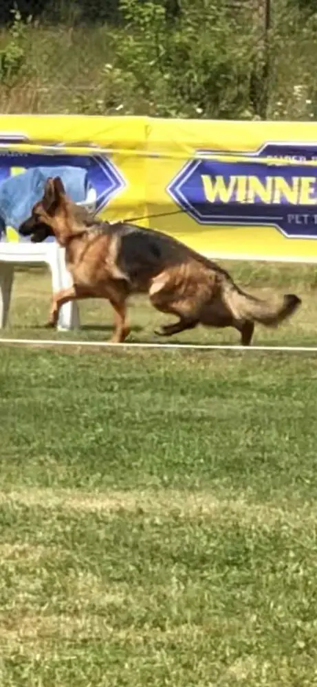 SG R-Queen Di Casa Martin