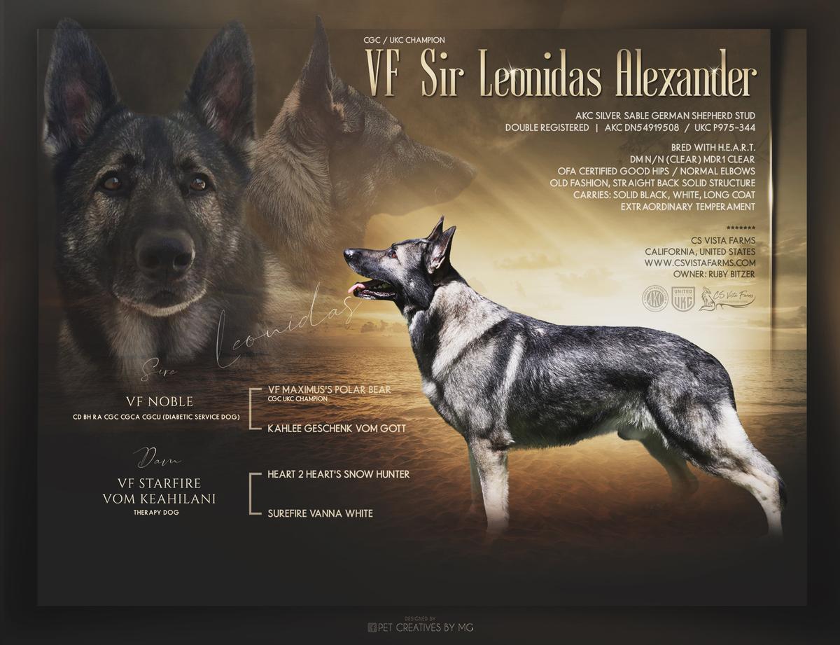 UKC CH / CGC VF Sir Leonidas Alexander
