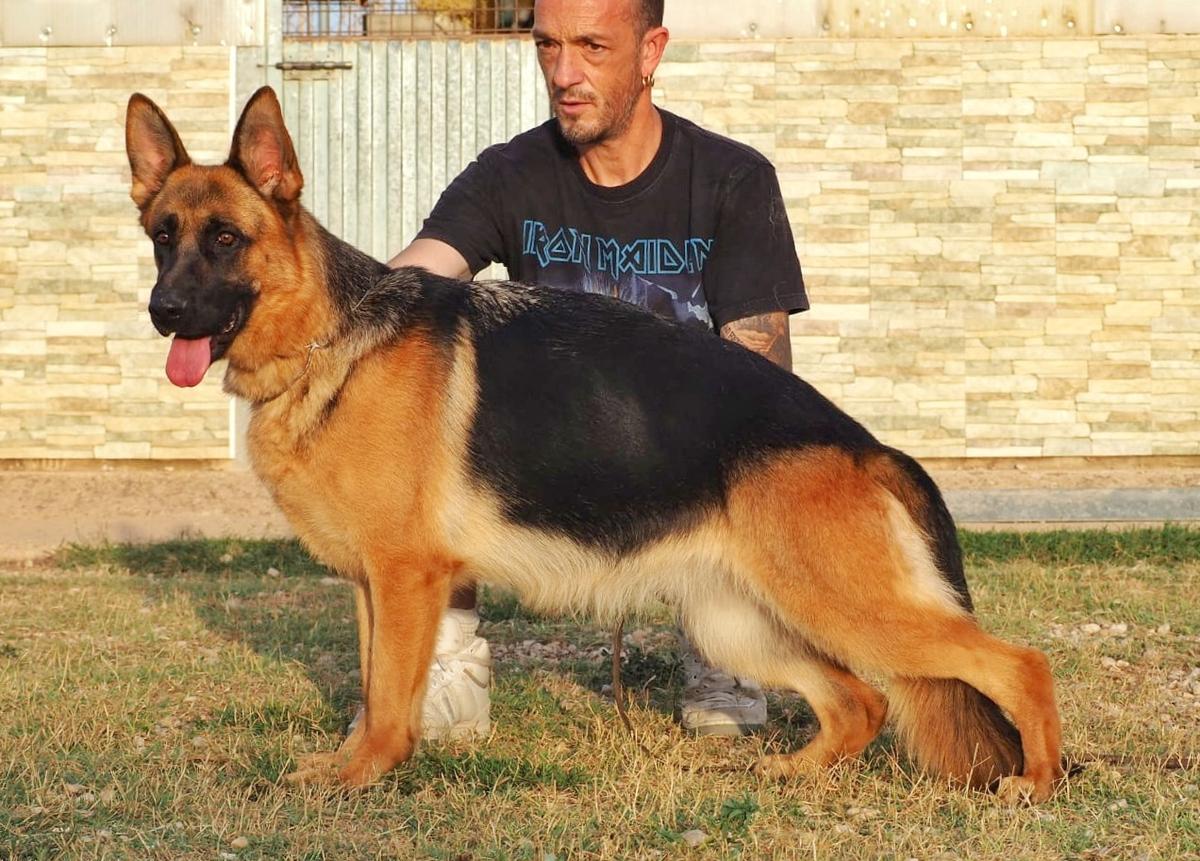 SG Donna de Nussehund
