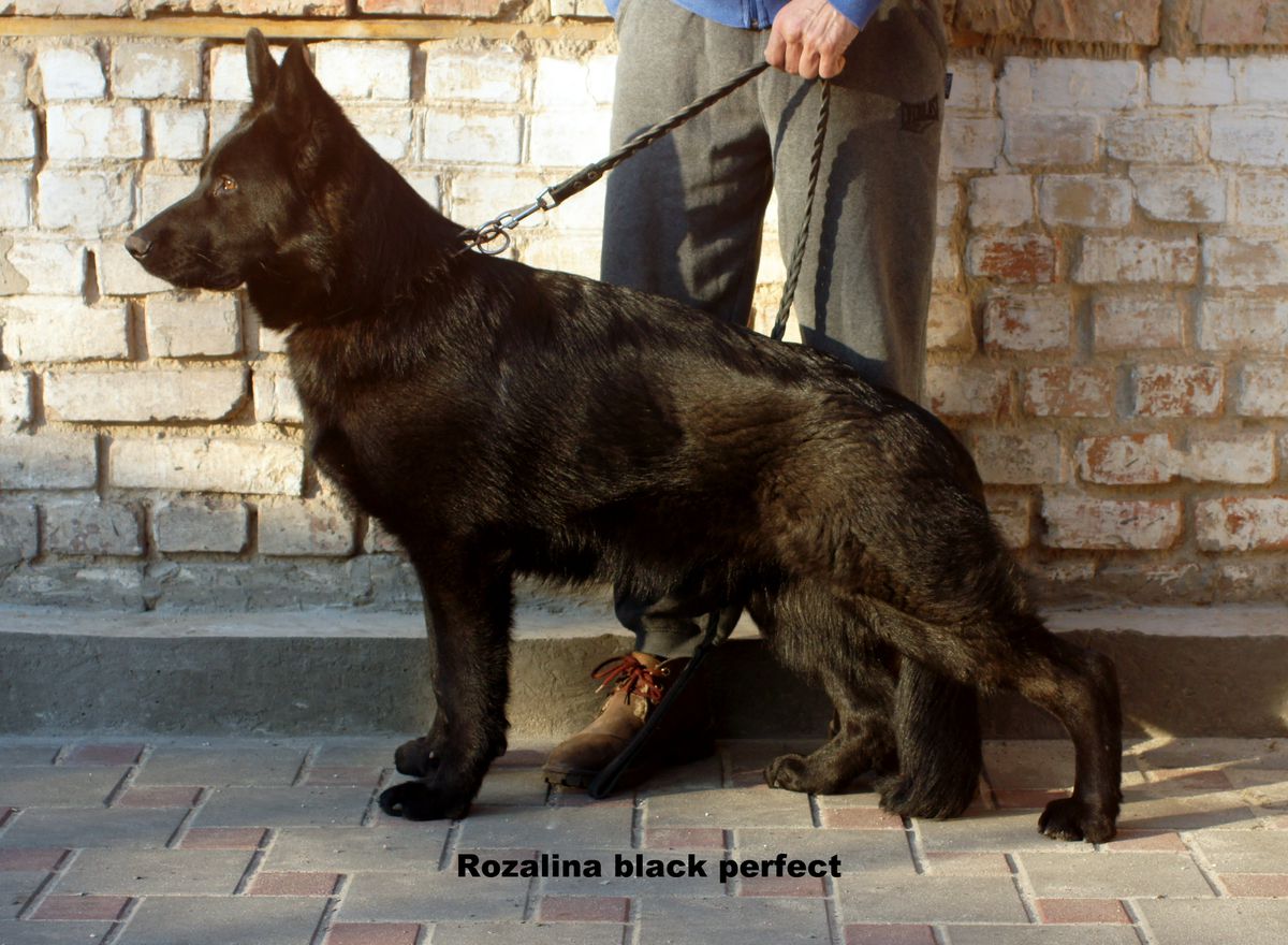 Rozalina black perfect
