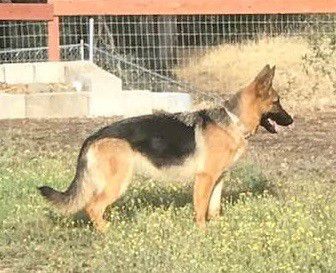 Maggie Mae Vom Haus Middleton