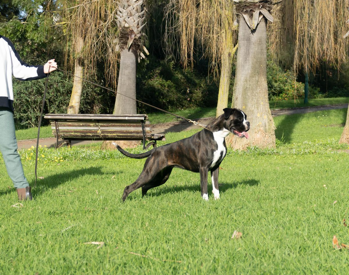 Avangardbox American Dream