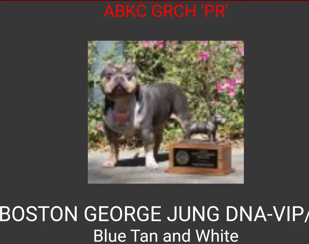 AIK'S BOSTON GEORGE JUNG