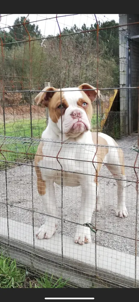Newcastle Bullies Cali of Xianely Kennels