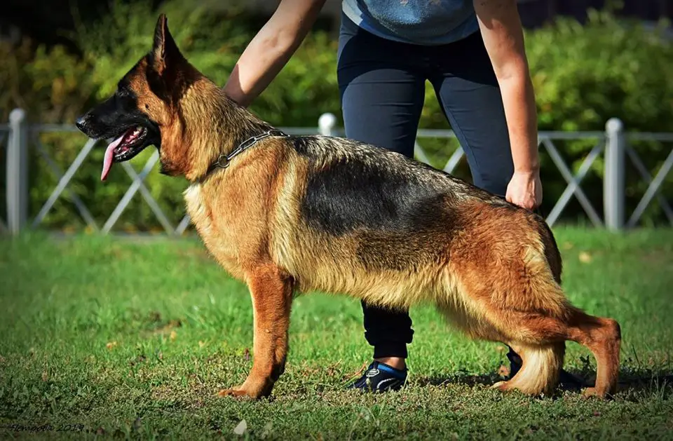 J CH RUS.J CH NKP. JUNIOR GRAND CHAMPION.CH RKF.J PK Autbek Zhara