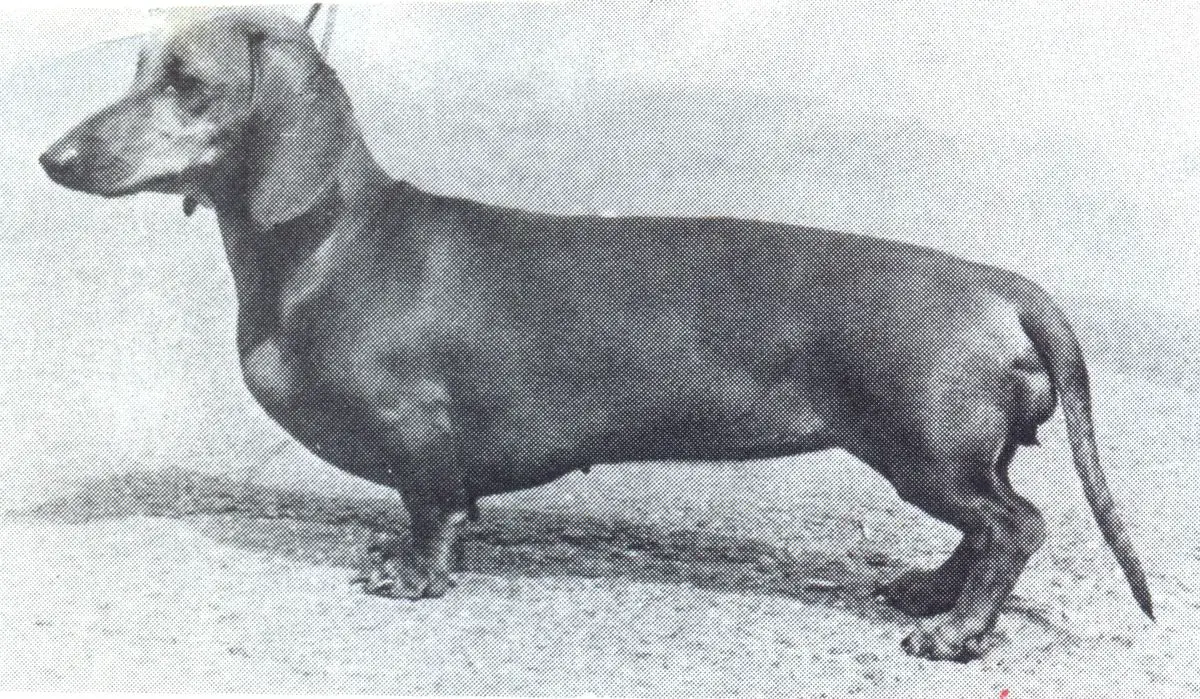 Bara von Poschinger