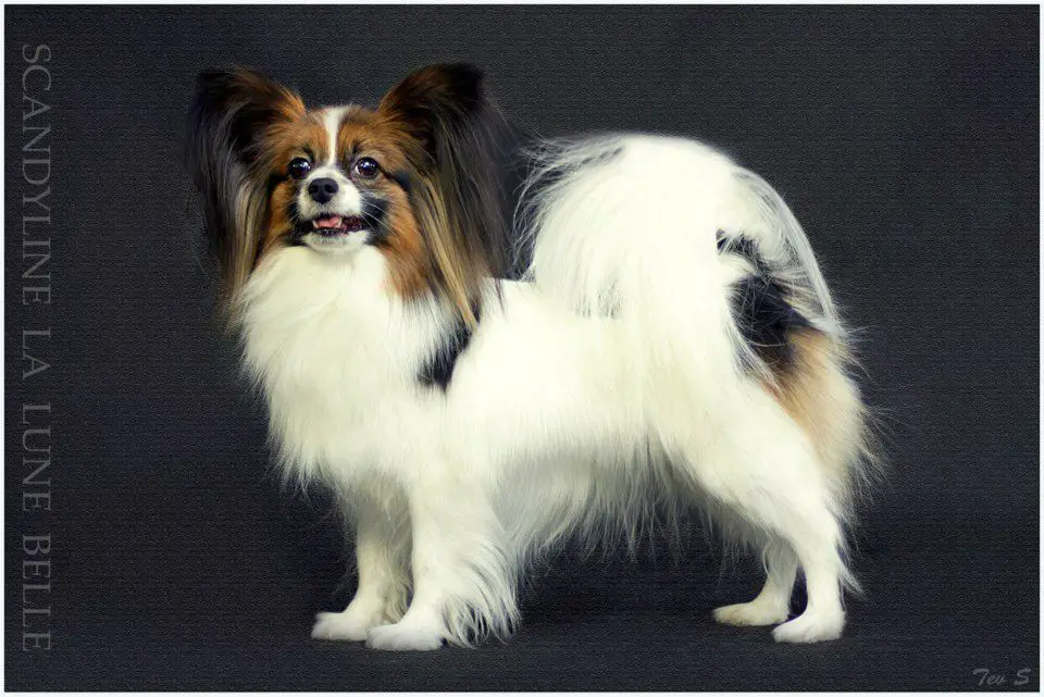 SCANDYLINE LA LUNE BELLE