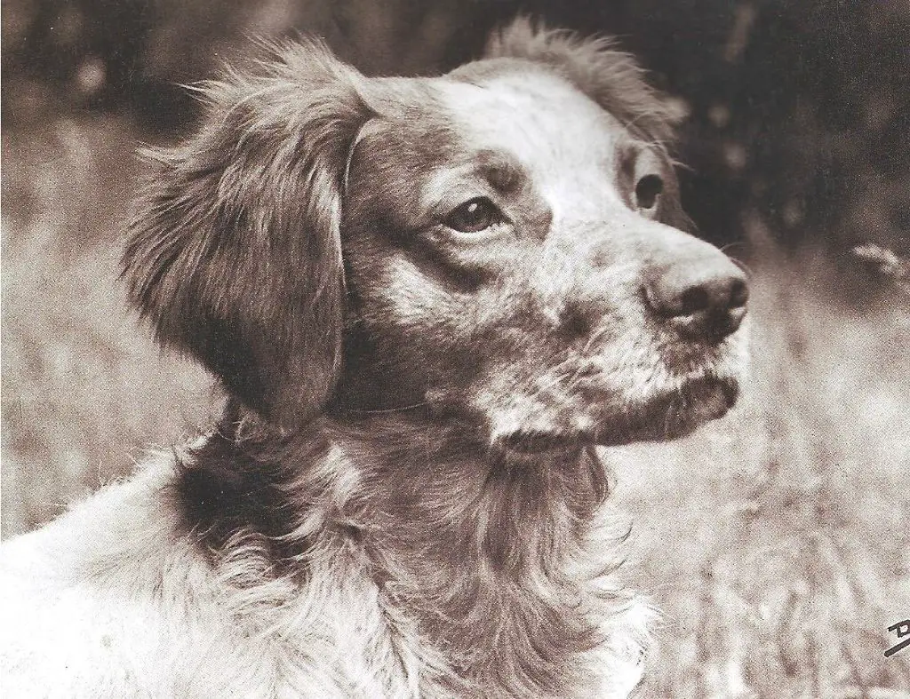 CH. TR. Franch De L'Argoat