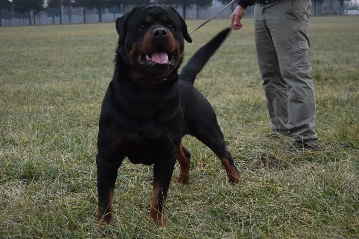 Evok of the strong rott