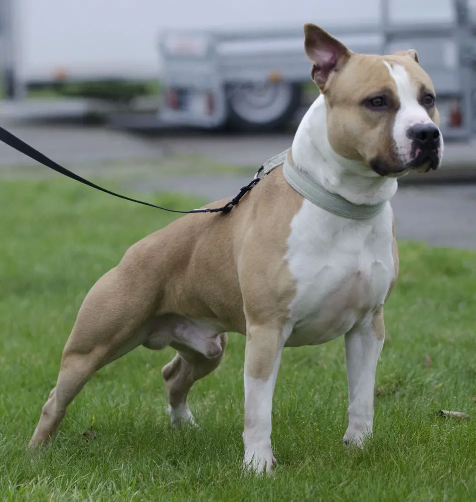 JC ring Angels Django