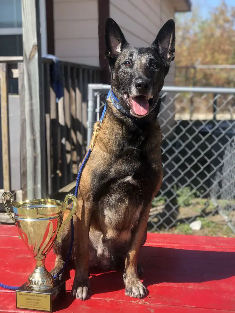 Miela van de Utadreef