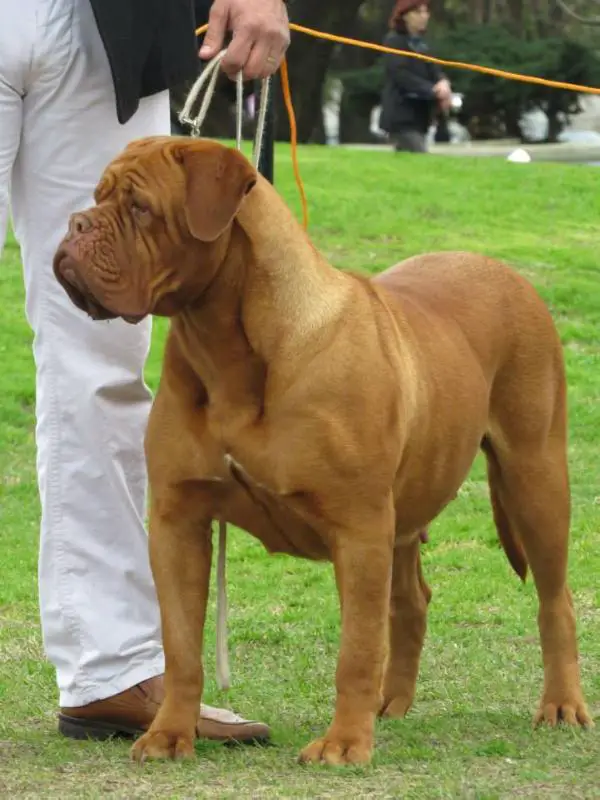 Olivia (LOF: 7230/1271)