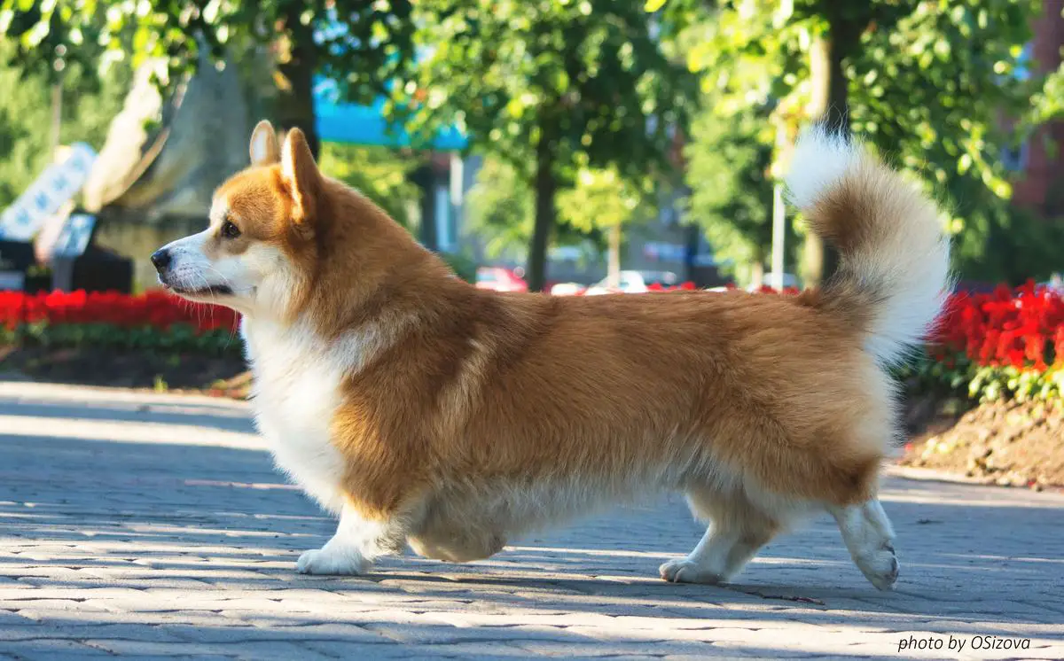 Mistycor Zippo Stardust