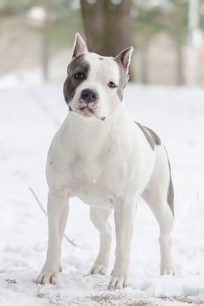 JCH Rus , RKF Legend Revival Ishtar