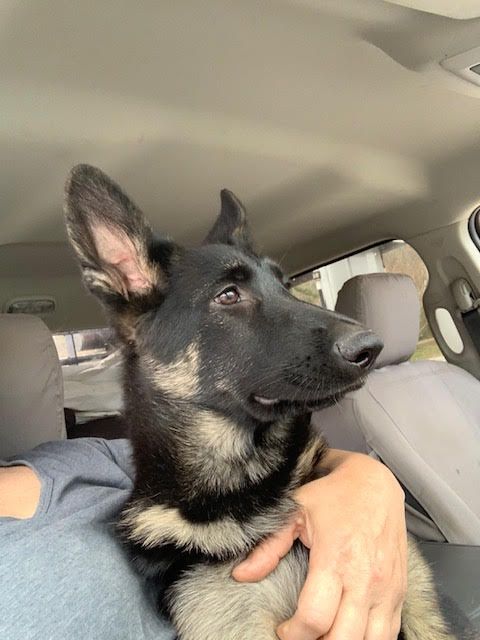 Aurik Koda Strahl Von Valor