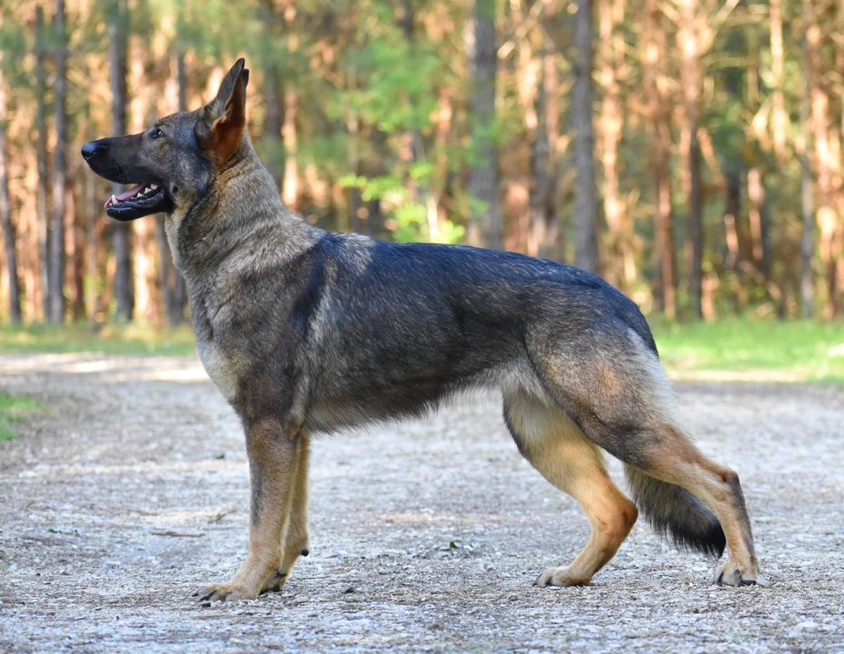 Kk's Rogue Von Shafferhaus