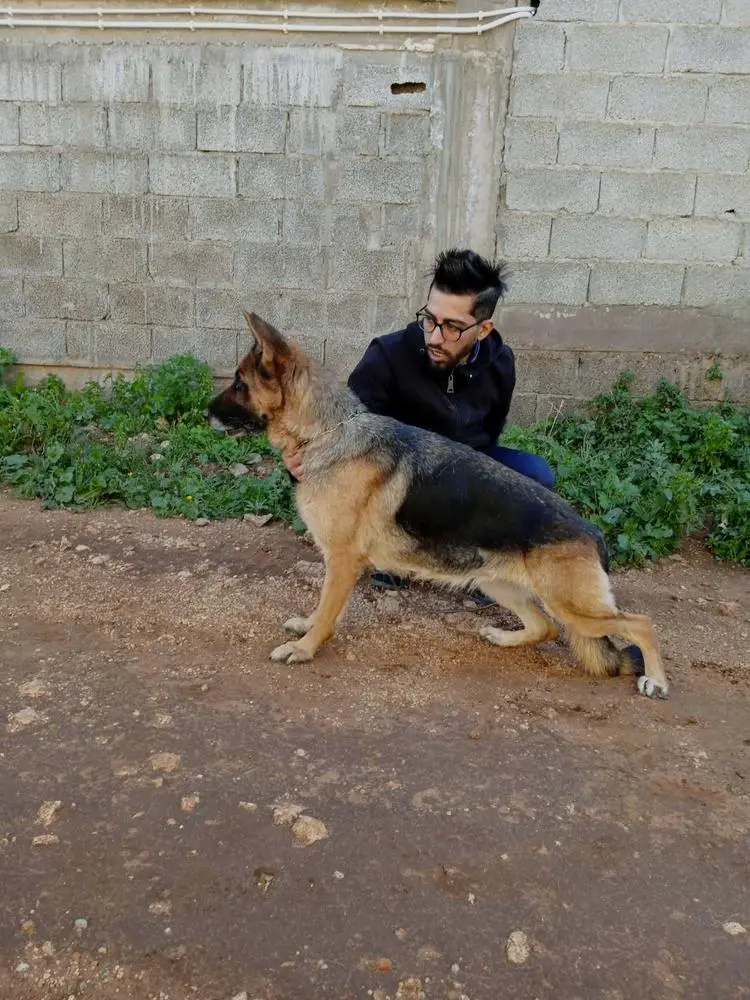 VV9 ALG 2019 Bertha l'île de rachgoun kennel